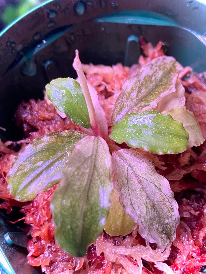 【ヤーマン様確認用】ブセファランドラ sp, ピンクバリエガータ 水上葉