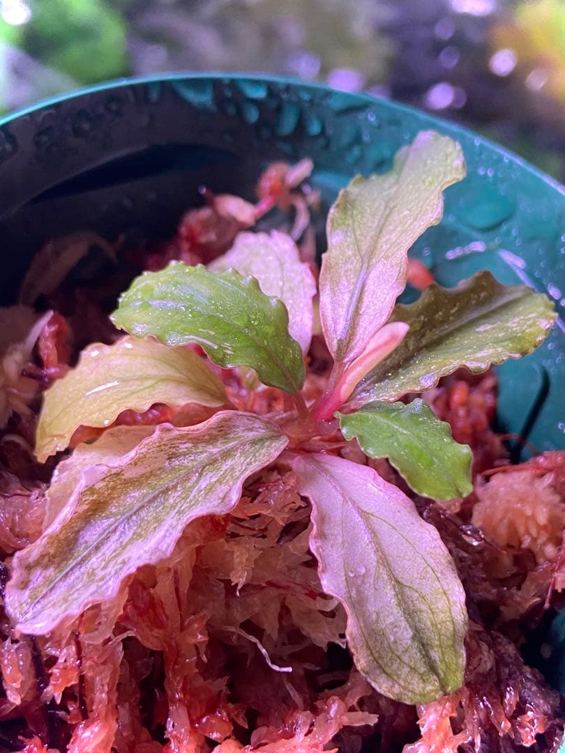 【ヤーマン様確認用】ブセファランドラ sp, ピンクバリエガータ 水上葉