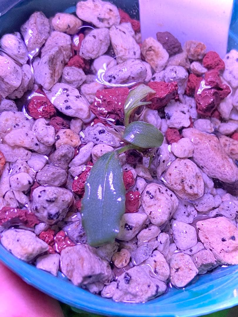 【ヤーマン様確認用】ブセファランドラ sp, ピンクバリエガータ 水上葉