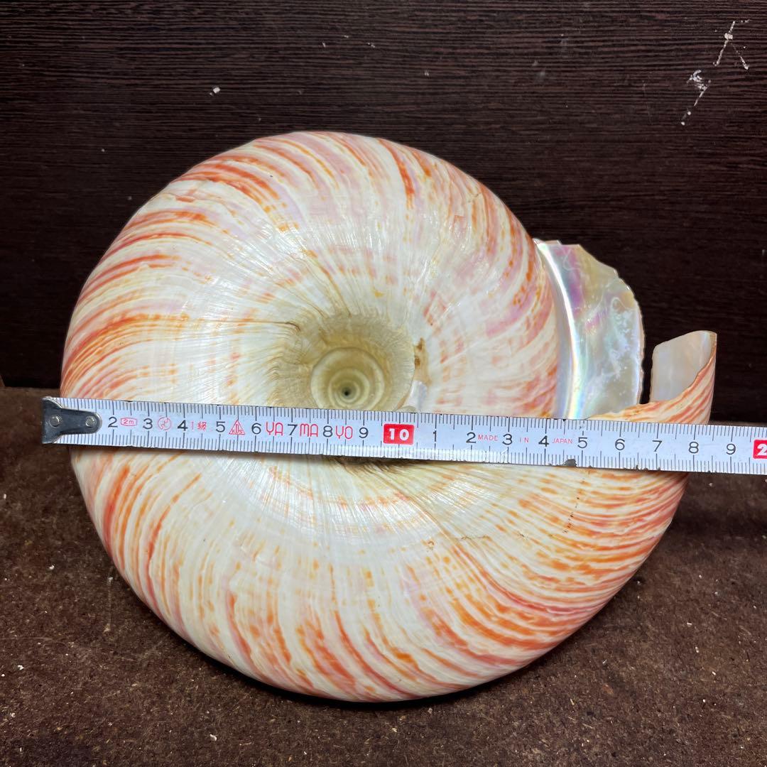 チ*ウ様 ラスト1点　激レア　美品　東シナ海産　リュウグウオキナエビス