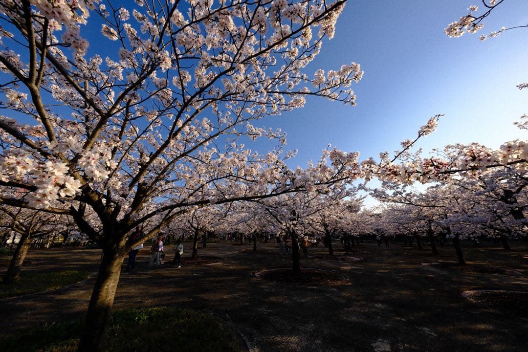 富士フイルム　XF8mmF3.5 R WR