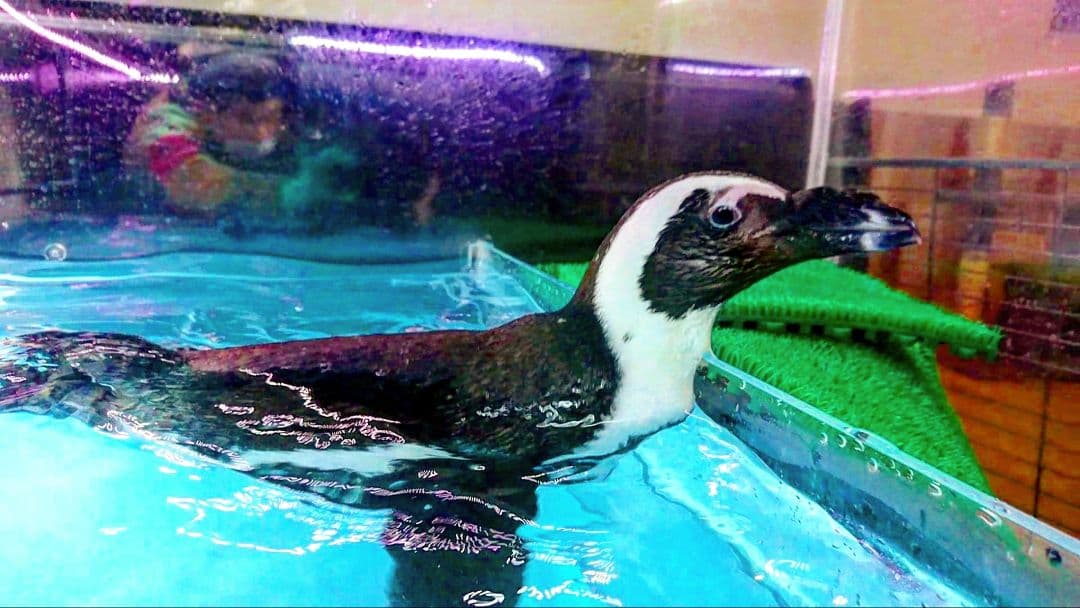 ケープペンギンの爪