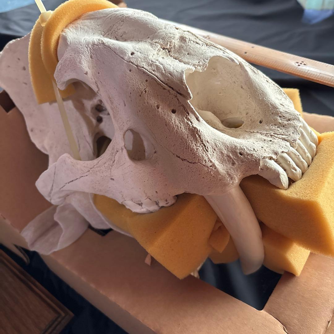 サーベルタイガー標本　アメリカ製