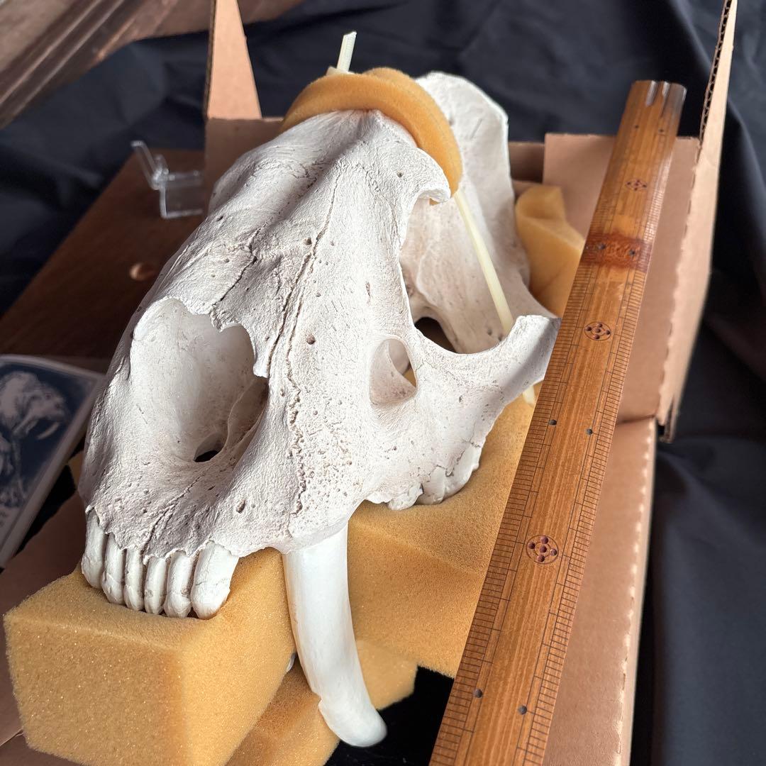 サーベルタイガー標本　アメリカ製