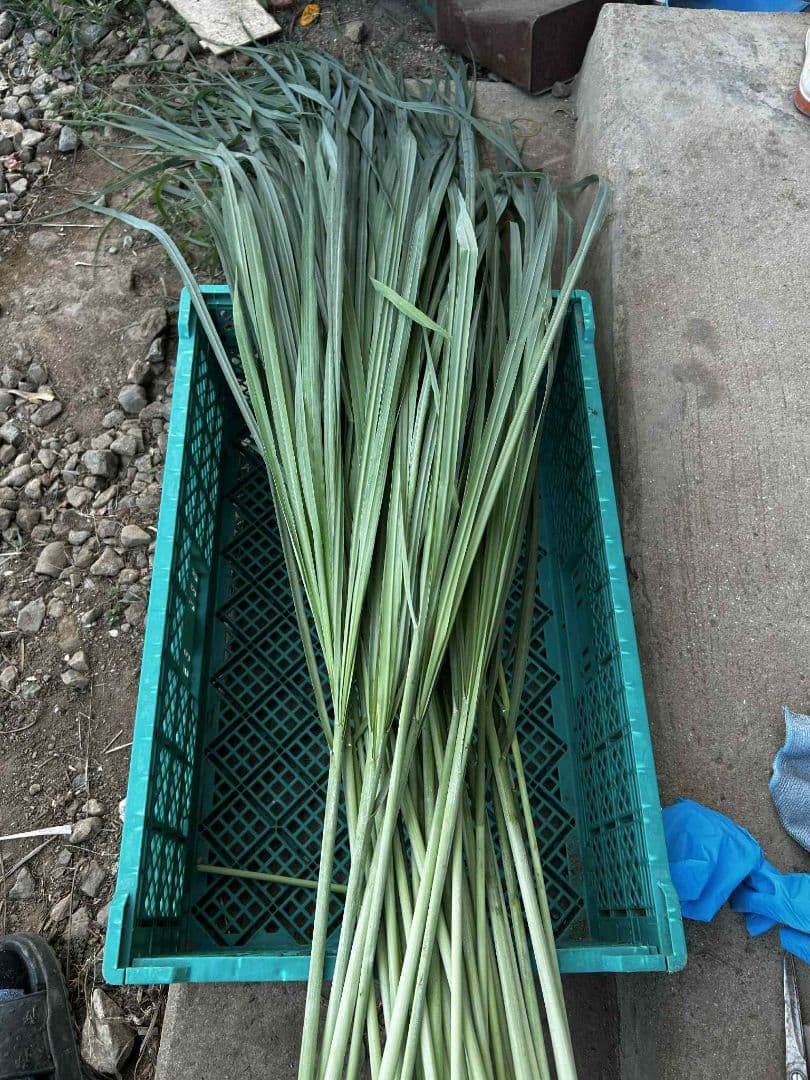 完全無農薬レモングラスの葉 10キログラム