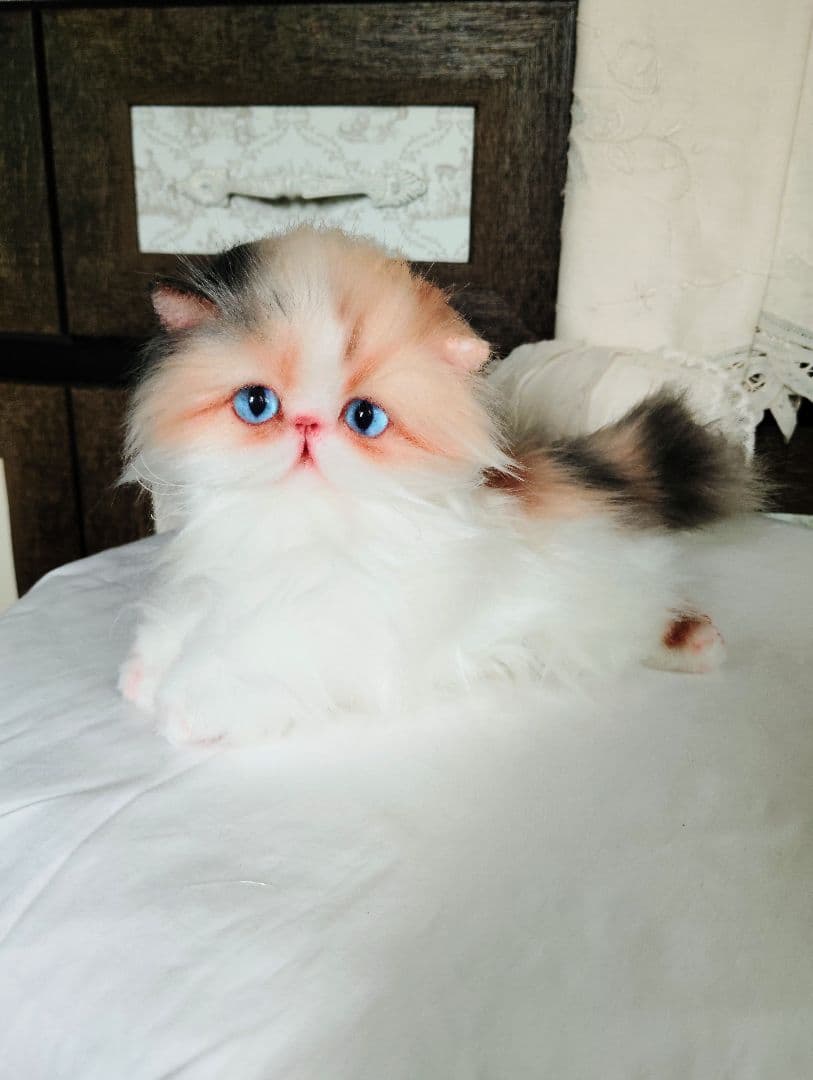 ハート模様❤子猫のドロップちゃん❤エキゾチック♡アートドール♡ぬいぐるみ♡