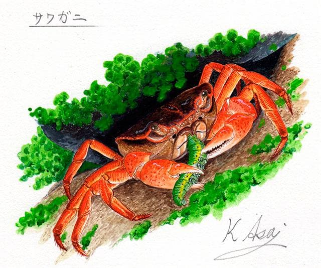 生物細密画「サワガニの食事」