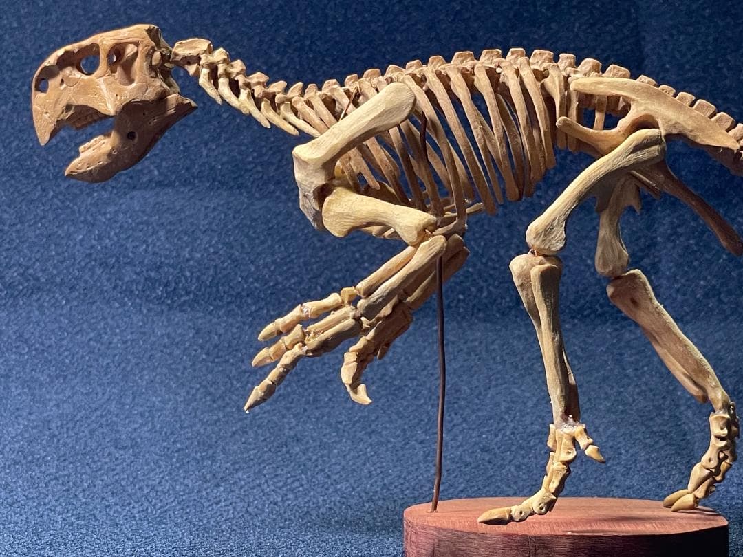 木彫　恐竜1/10　 プシッタコサウルス全身骨格模型　ツゲ製　２２㎝