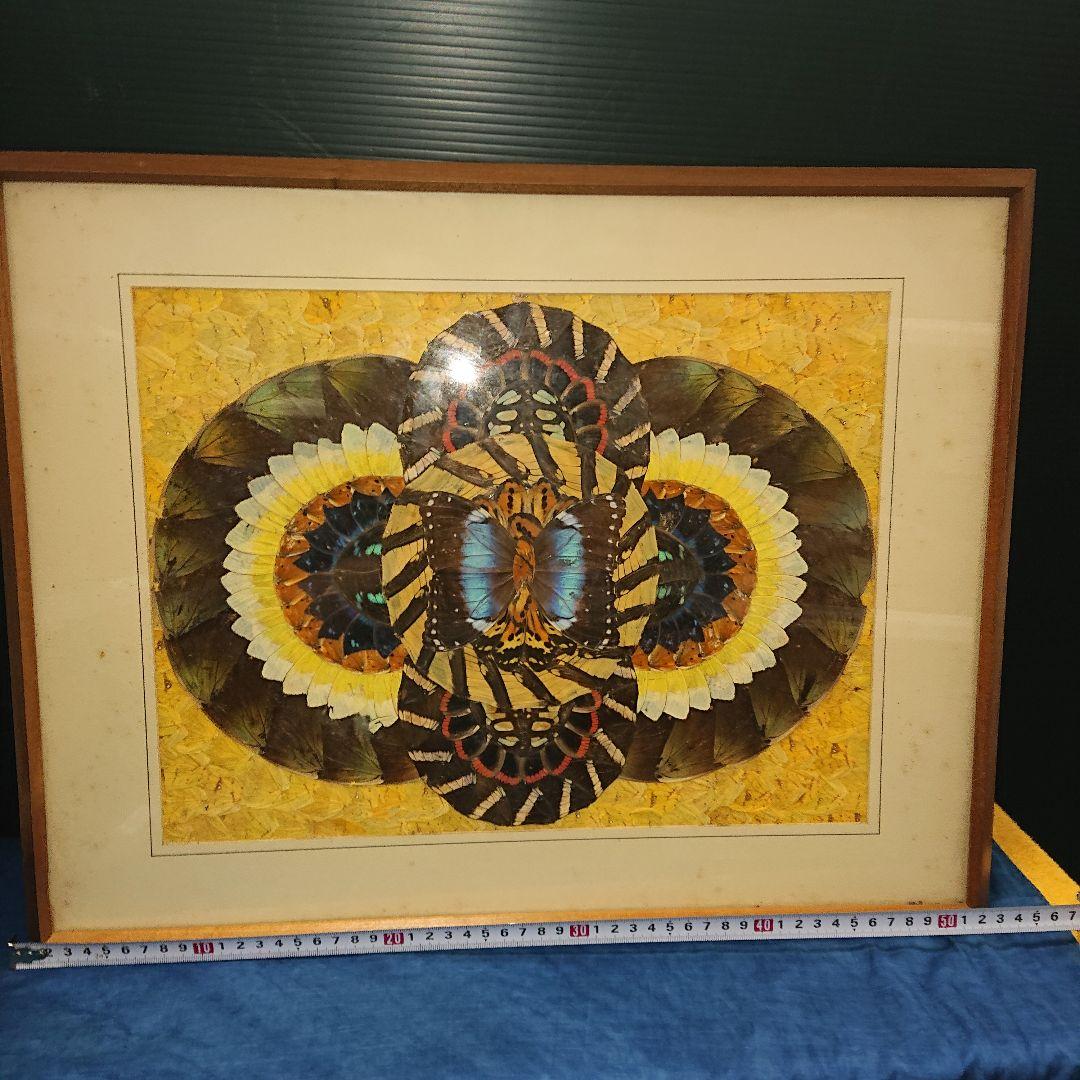 蝶画、貼絵、額入、レトロ標本