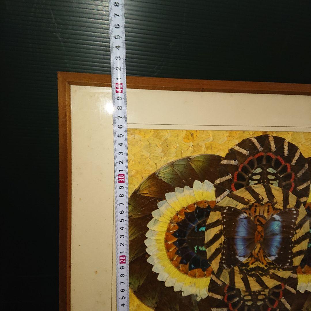 蝶画、貼絵、額入、レトロ標本