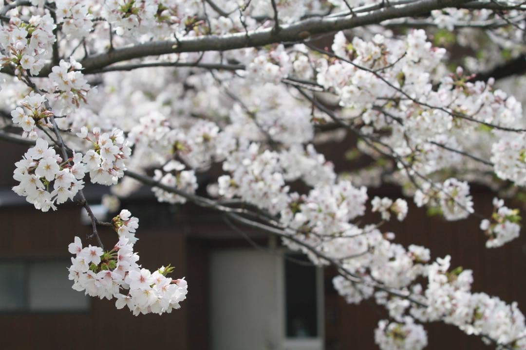 【値下げ】Canon EF 70-200mm f/2.8L レンズ