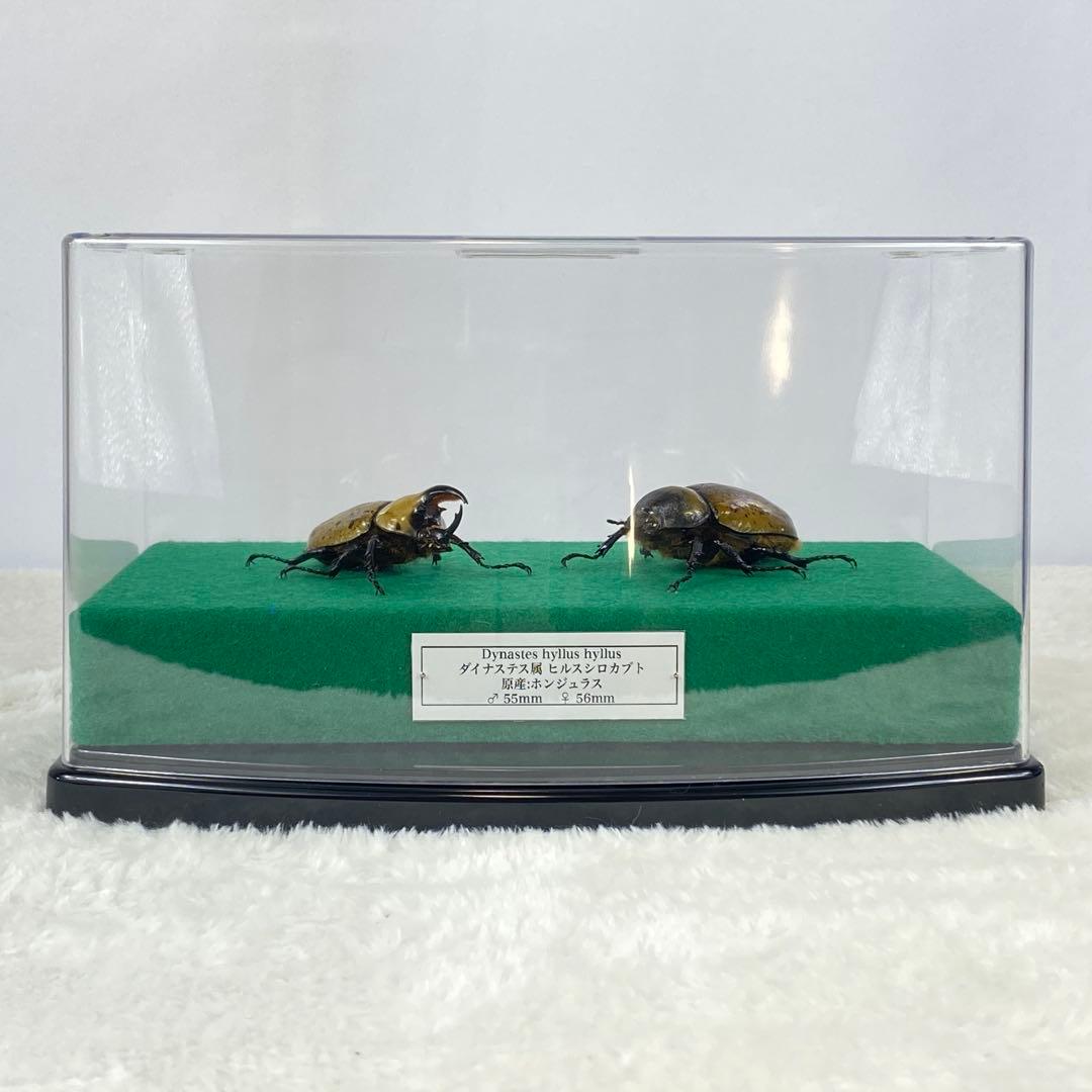 【ペア】ヒルスシロカブトのオブジェ（標本）
