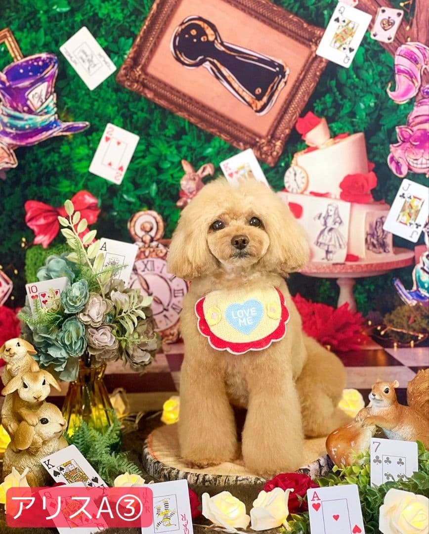 背景布夏BA④　ペット撮影用フォトブース　向日葵　ヒマワリ　トリミングチョーカー