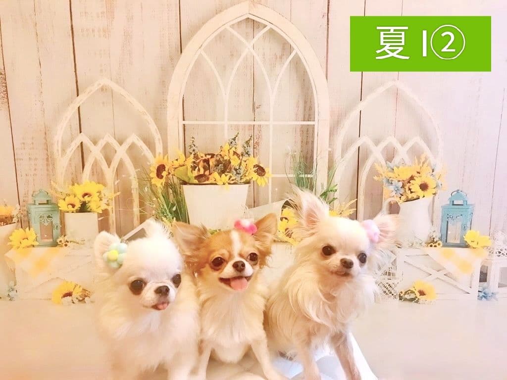 背景布夏BA④　ペット撮影用フォトブース　向日葵　ヒマワリ　トリミングチョーカー