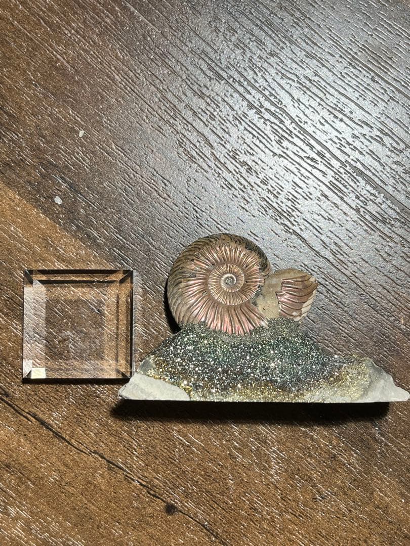 黄鉄鉱化アンモナイト　ロシア