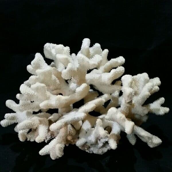 特大 飾り 珊瑚 サンゴ礁 置物 白 海水魚 水槽 レイアウト インテリア 化石