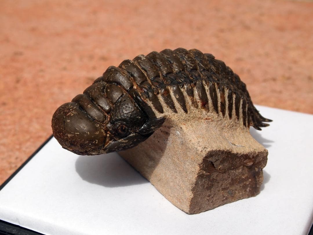 高品位 立体三葉虫 Crotarocephalus.sp