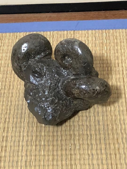 アンモナイトの化石