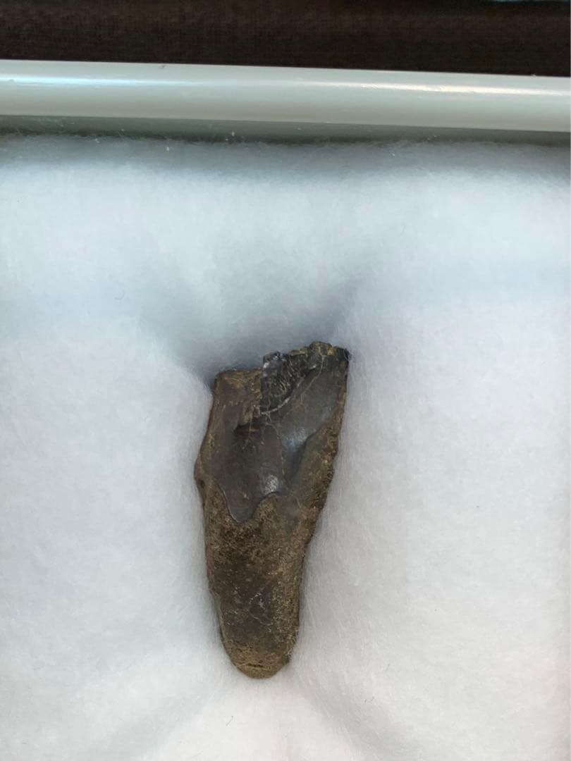 トリケラトプスの歯(本物)