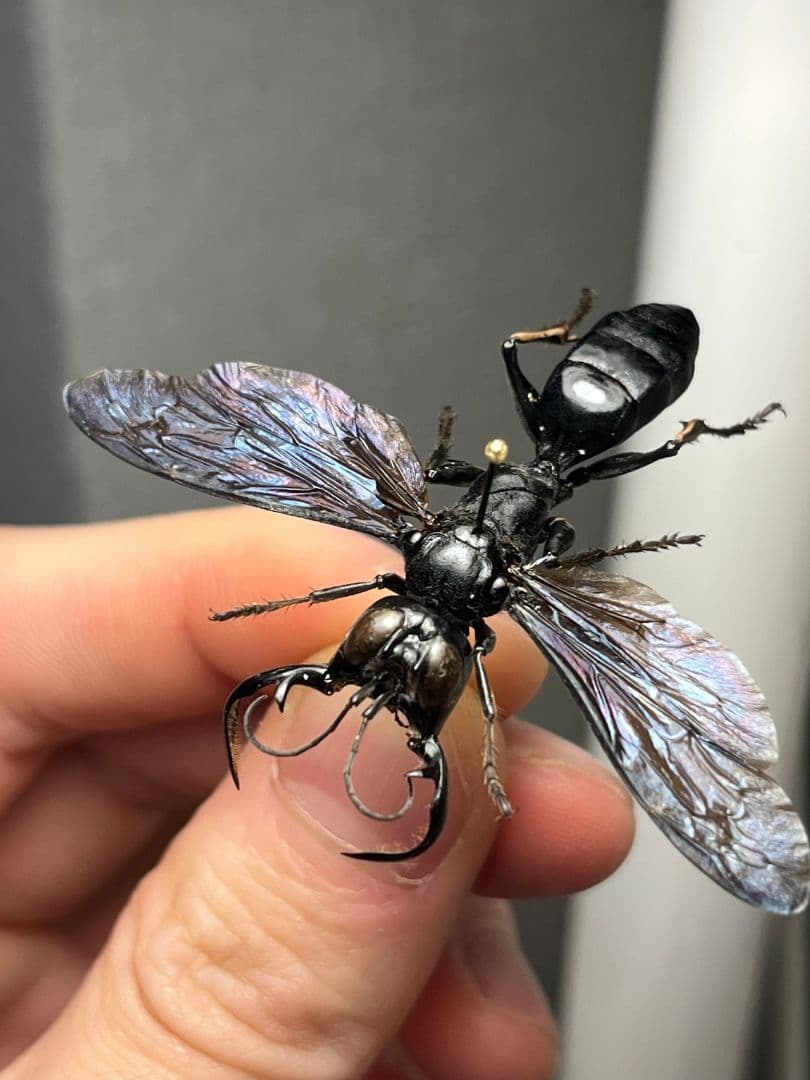 【大顎44mm】メガララガルーダ ハチ蜂スズメバチタランチュラホーク 昆虫標本