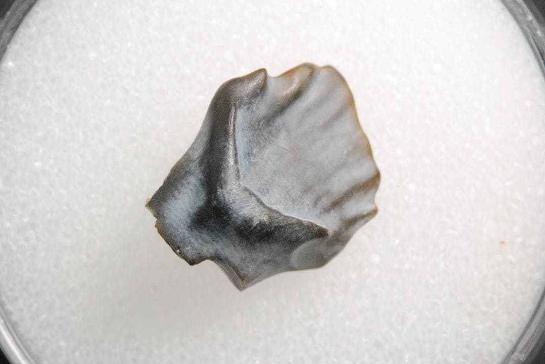 アンキロサウルスの歯 [DS281] 化石 希少 レア