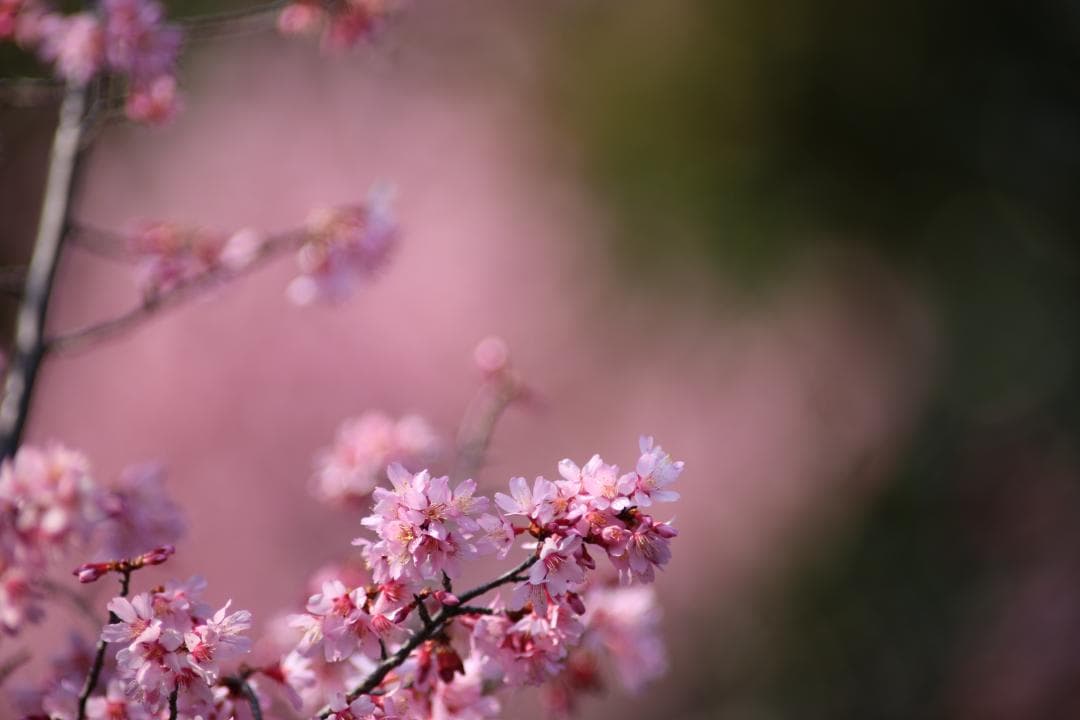 キヤノン CANON EF400mm F2.8L　エクステンダーⅡ　×2.0付き