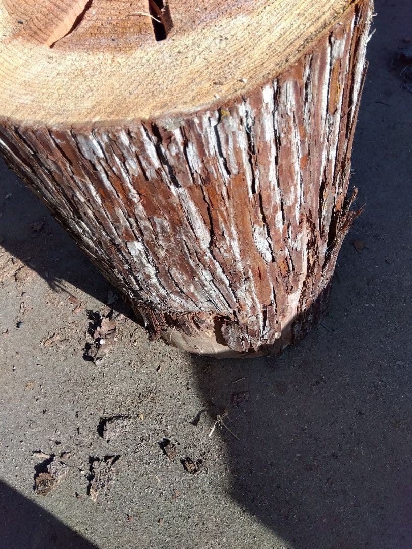 みつばち、昆虫飼育用 中空洞木材 杉材 樹洞 くり抜き 丸洞