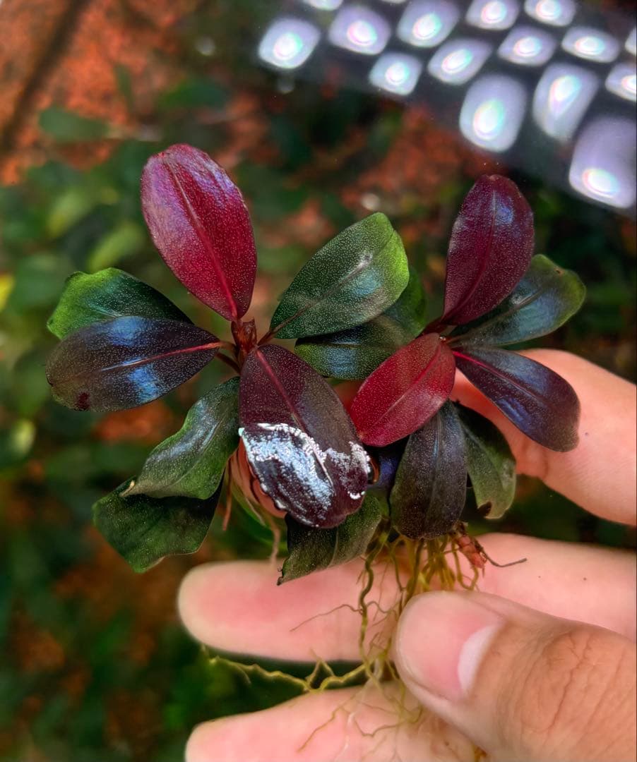 spクダラン様　ブセファランドラ ヘレナ２０１３、メタリック トリコロール