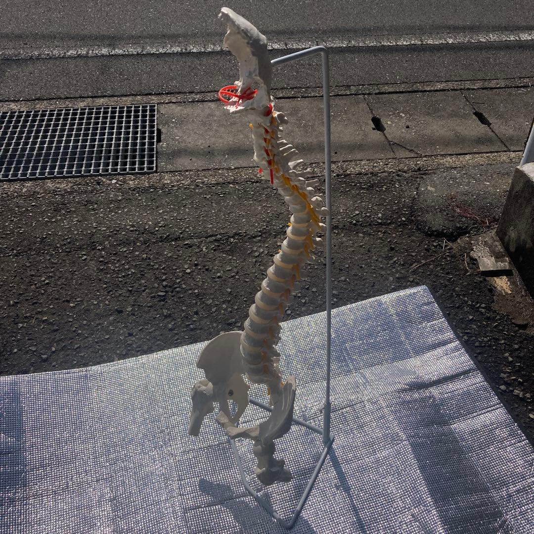 美品 脊柱(背骨)可動模型 スタンド付き　1