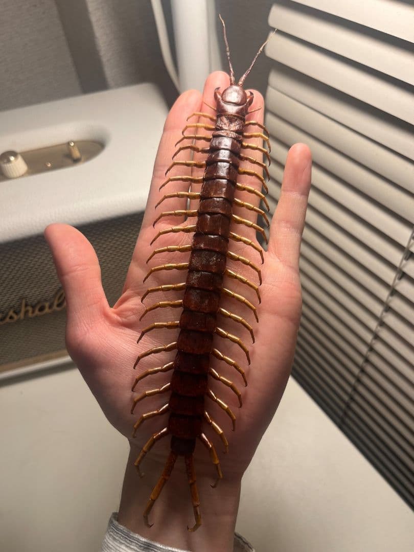 【百足最大種】ペルビアンホワイトレッグセンチピード 全長22cm程　標本　奇蟲