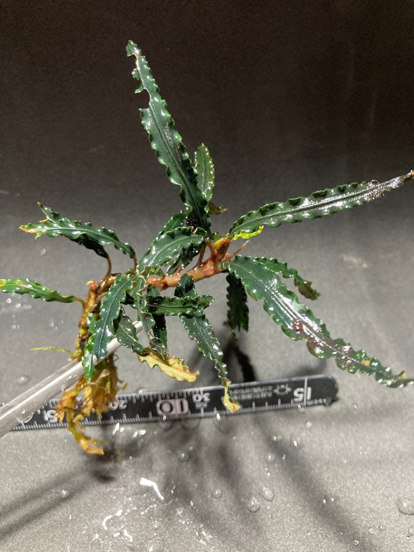 Bucephalandra sp.バンジャルバルダークグリーン(水上葉)