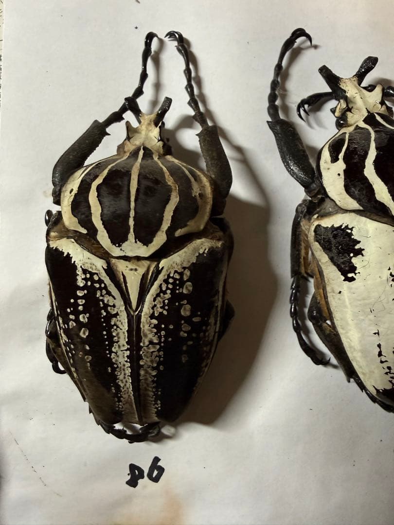 カメルーン　ゴライアスオオツノハナムグリ　4頭　B品含みます