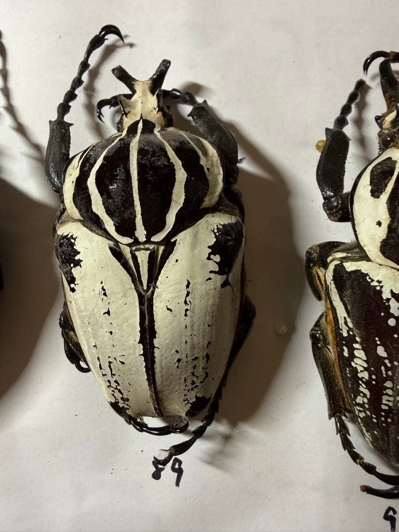 カメルーン　ゴライアスオオツノハナムグリ　4頭　B品含みます