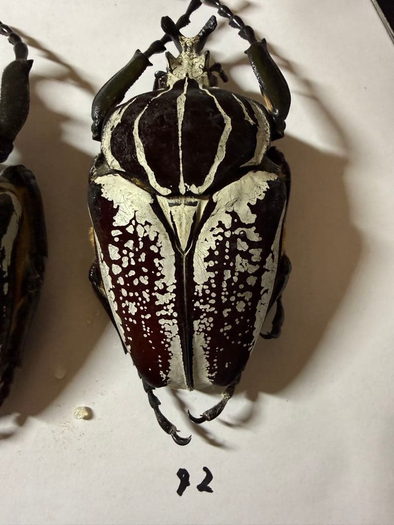 カメルーン　ゴライアスオオツノハナムグリ　4頭　B品含みます