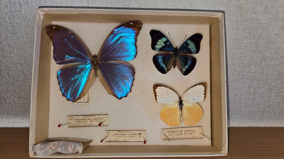 週末セール【レア年代物値下げ】蝶 標本 3種 1970年代物