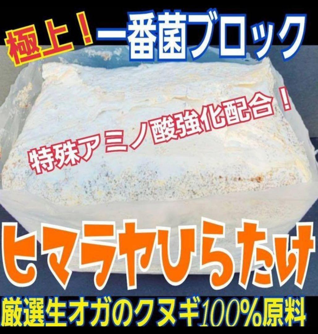 よしたか 大野　ヒマラヤブロック5個、特大植菌材１本、植菌小２本