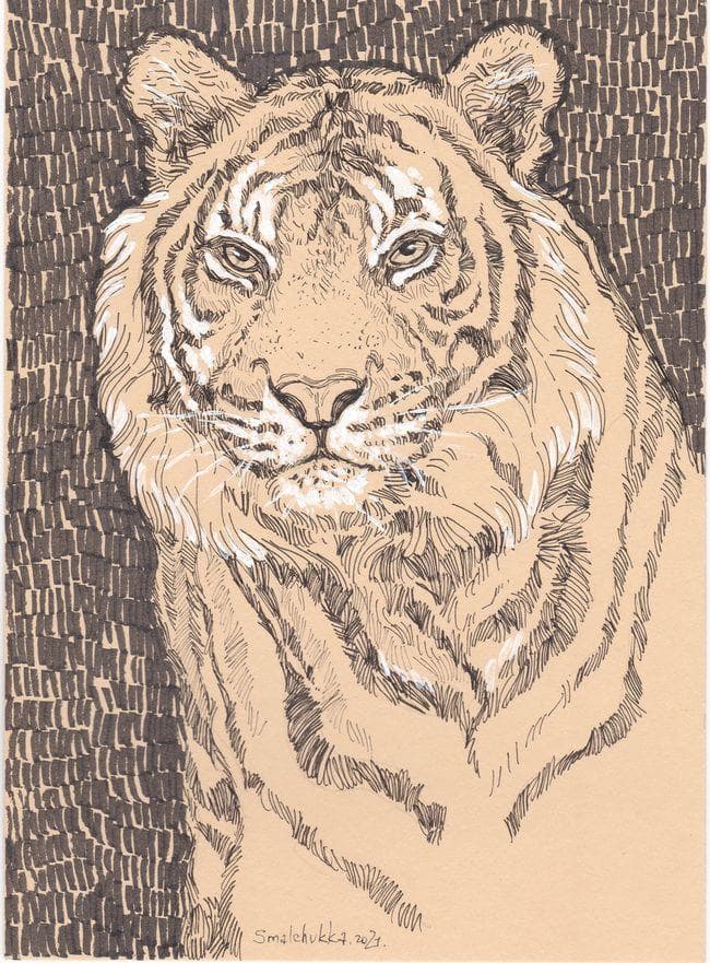 イラスト　原画　アンナ・スマルシュク 「虎」