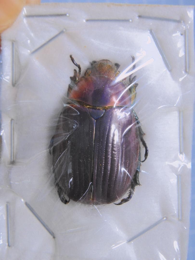 メキシコ産　ポールセンキンイロコガネ　28mm