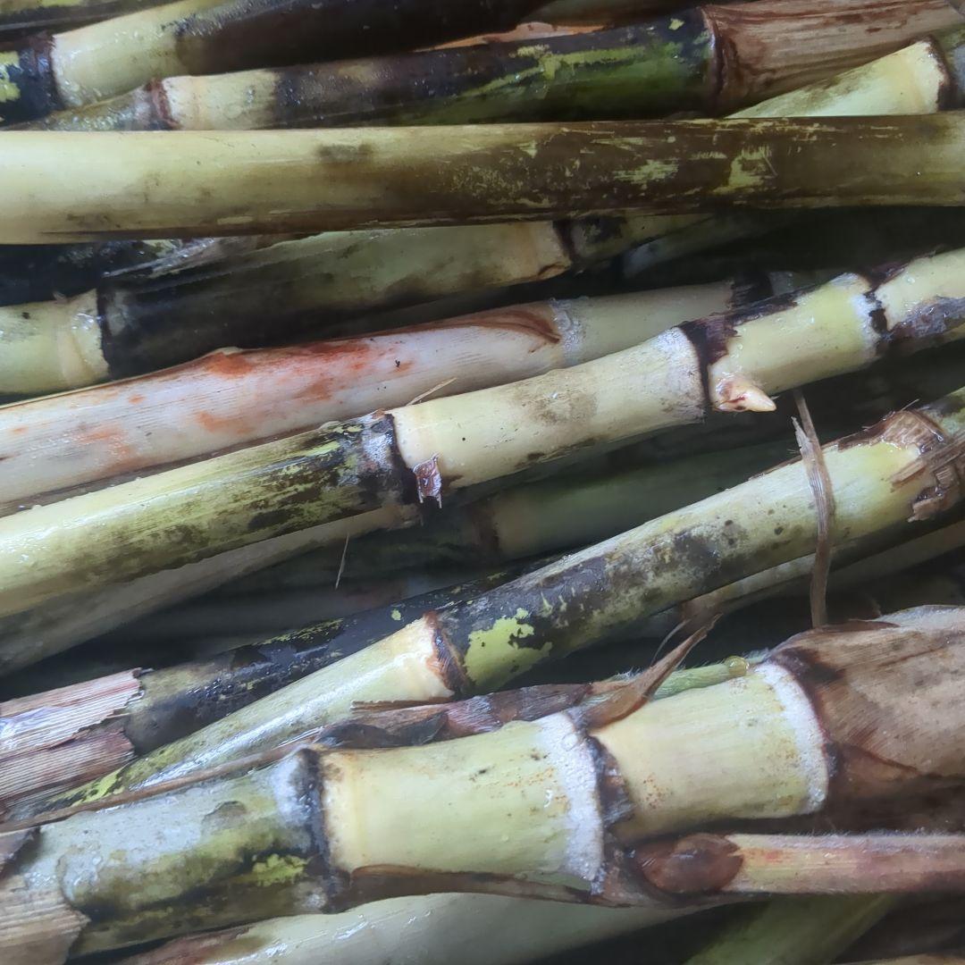 竹糖苗　400芽　サトウキビ　和三盆