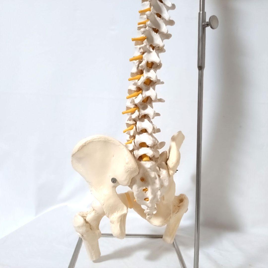 3B Scientific　人体模型　脊柱・脊椎骨　脊柱可動型モデル　骨格標本