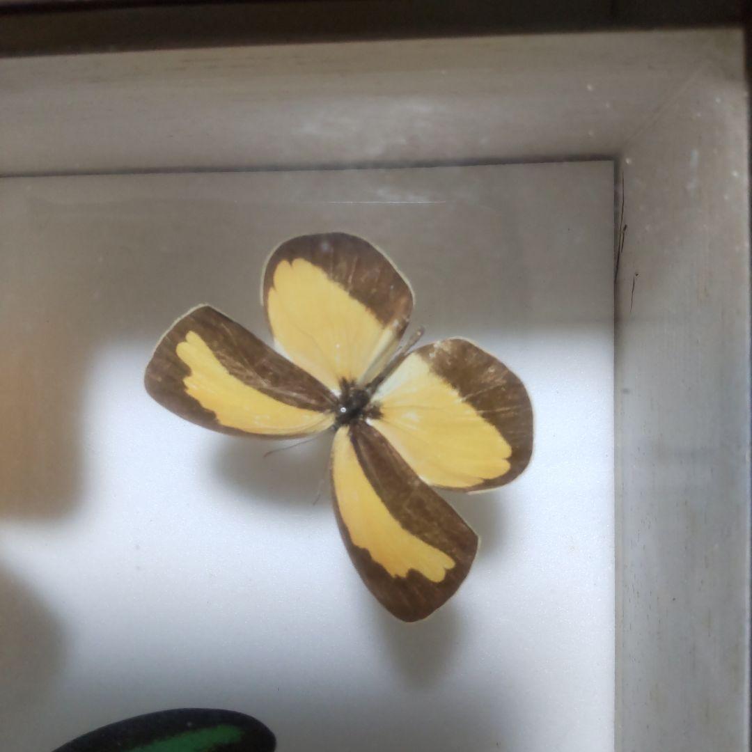 やっちゃん　メガネトリバネアゲハ　スルコウスキーモルフォ蝶　蝶の標本