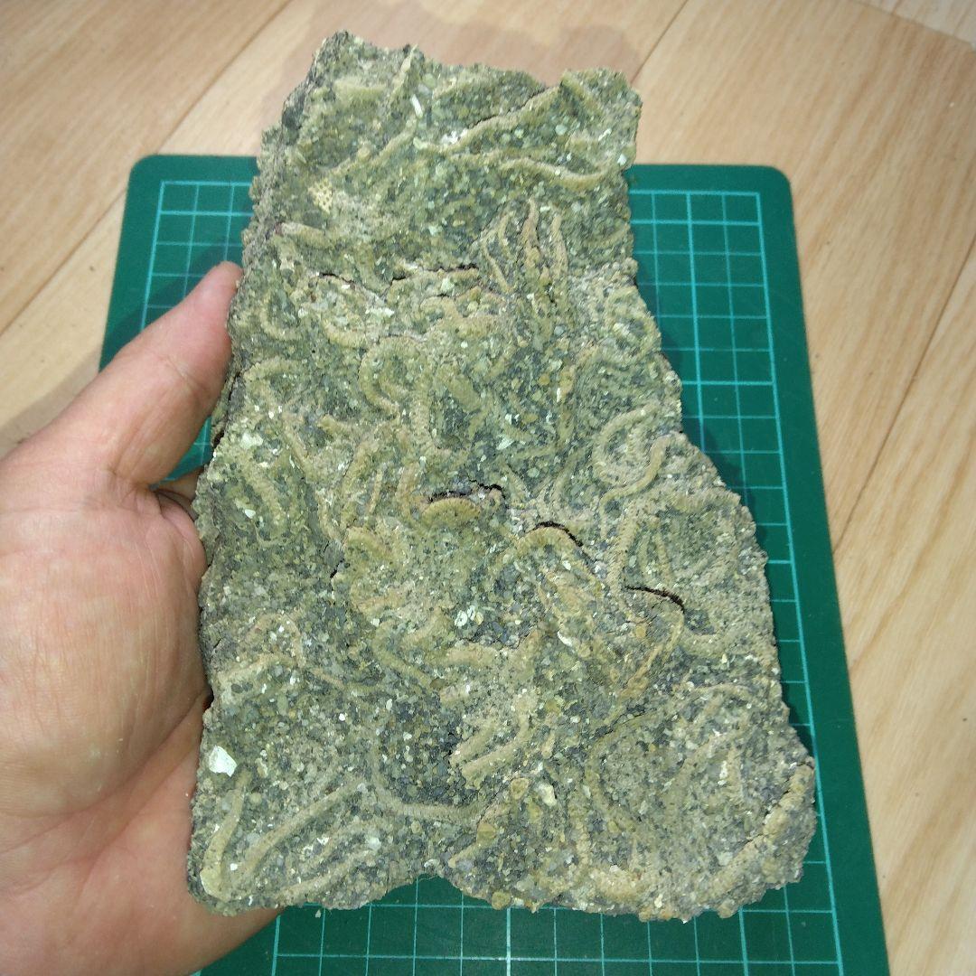 千葉県産　キタクシノハクモヒトデ　　立体標本　ヒトデ化石　化石