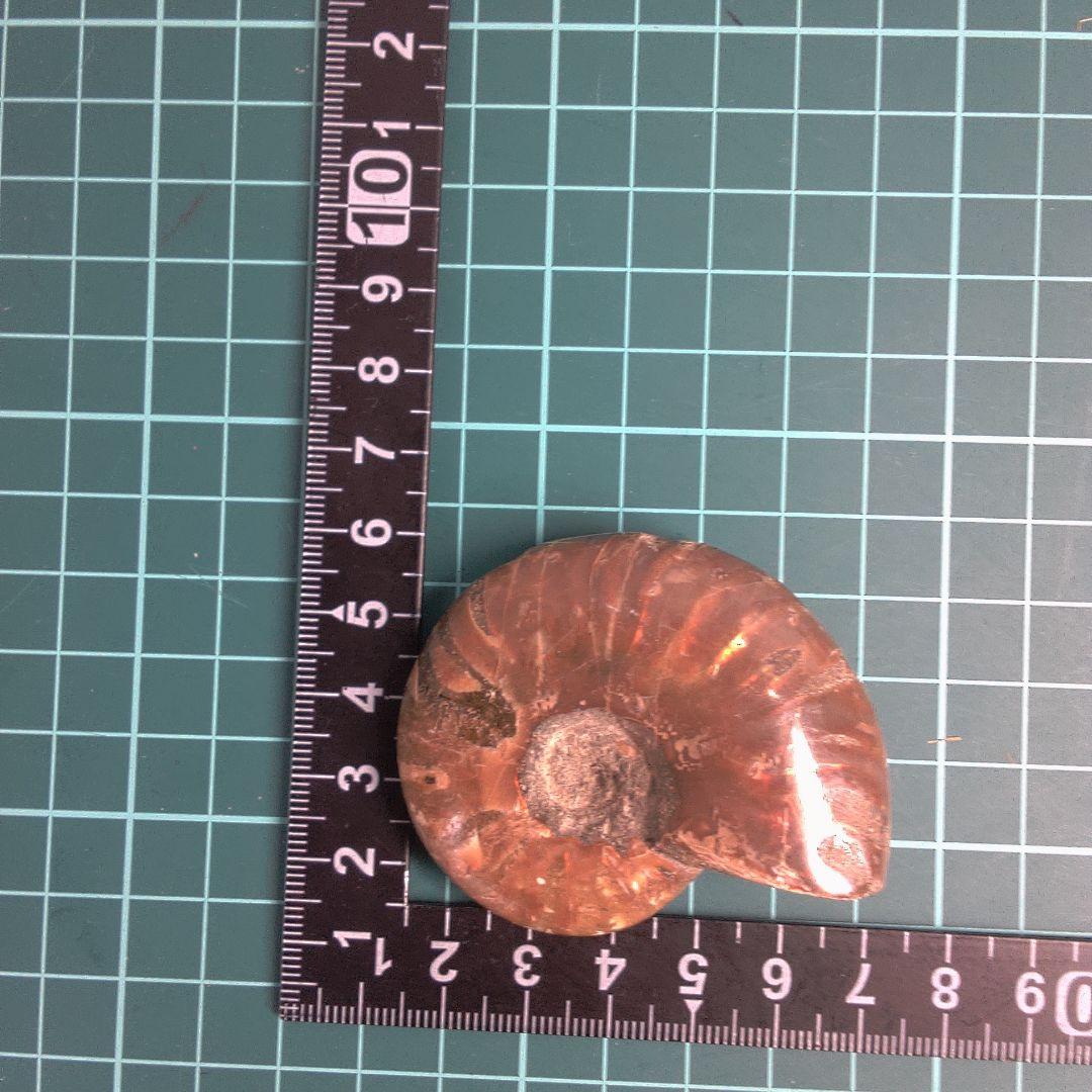 小物１ アンモナイト化石 光沢あり
