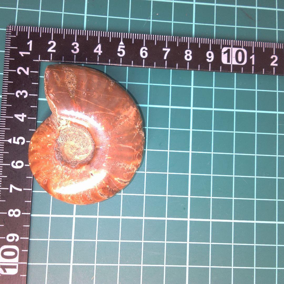 小物１ アンモナイト化石 光沢あり