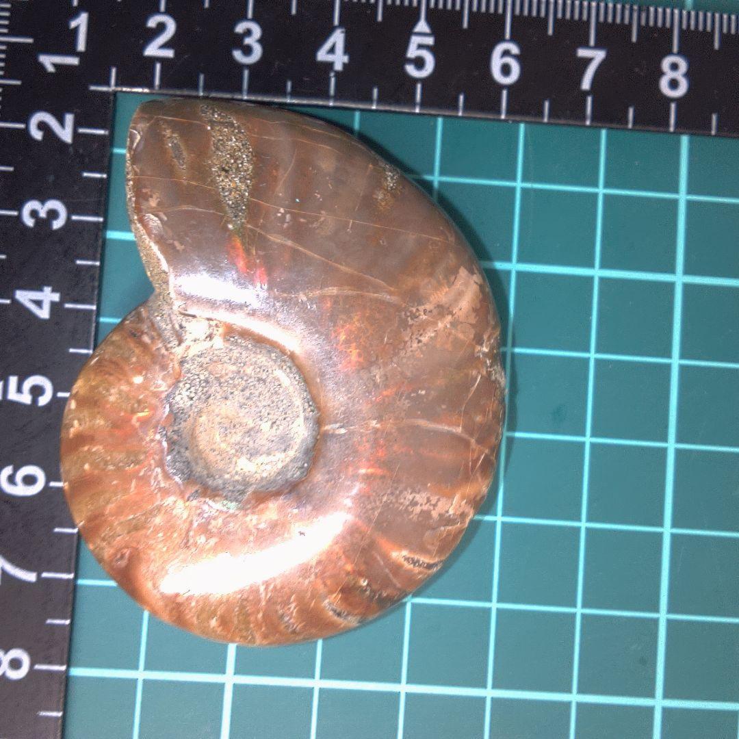 小物１ アンモナイト化石 光沢あり