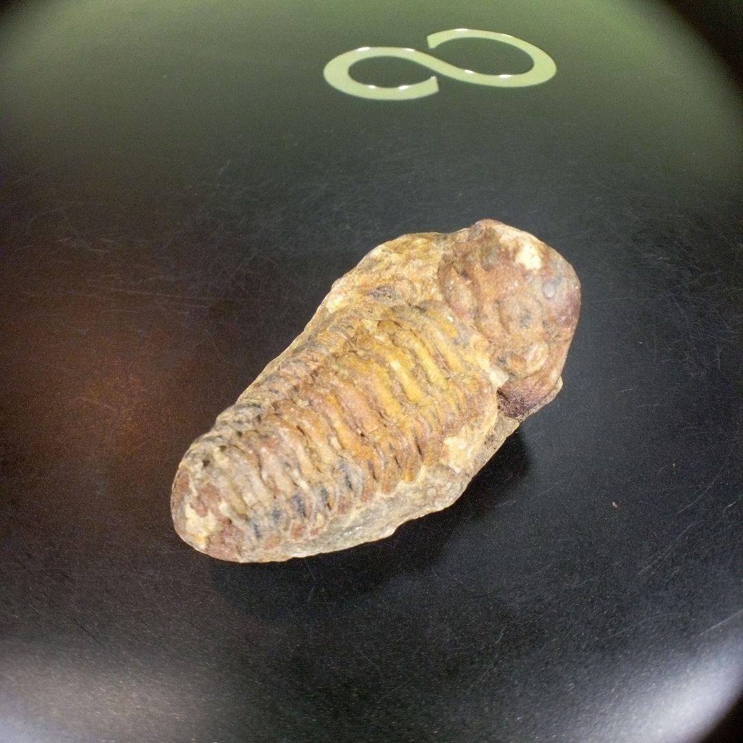 三葉虫　化石　fossil　ボリビア産　trilobite　ノジュール判別⑧