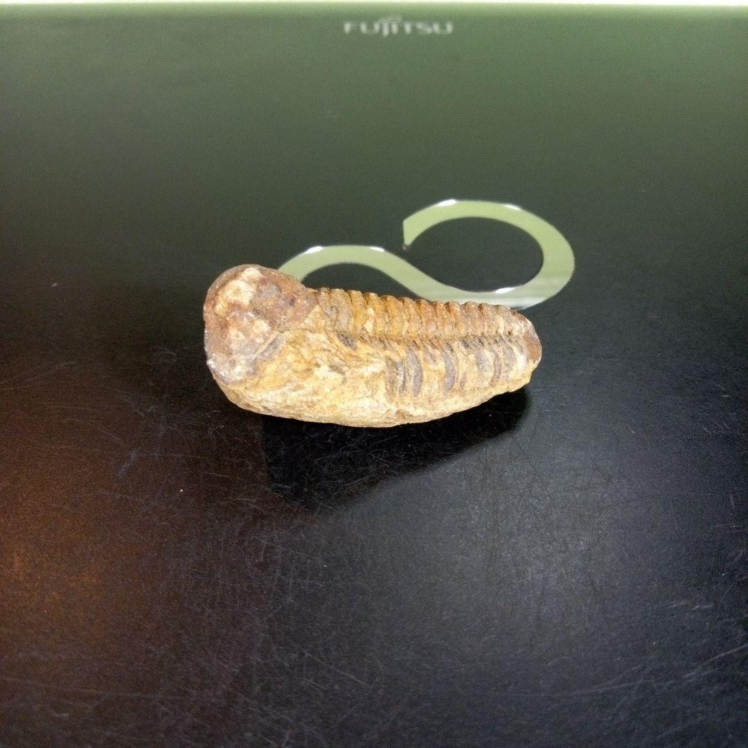 三葉虫　化石　fossil　ボリビア産　trilobite　ノジュール判別⑧