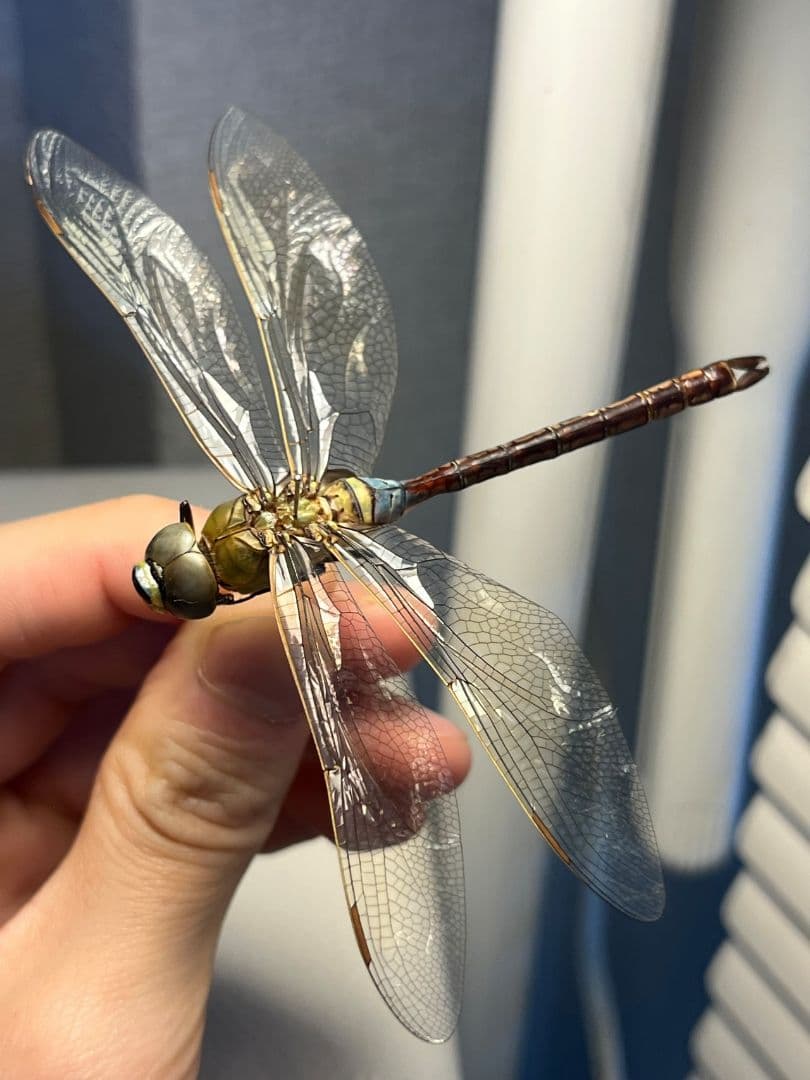 ギンヤンマ 昆虫標本ヘビトンボカマキリマンティス トンボ オニヤンマ 蜻蛉