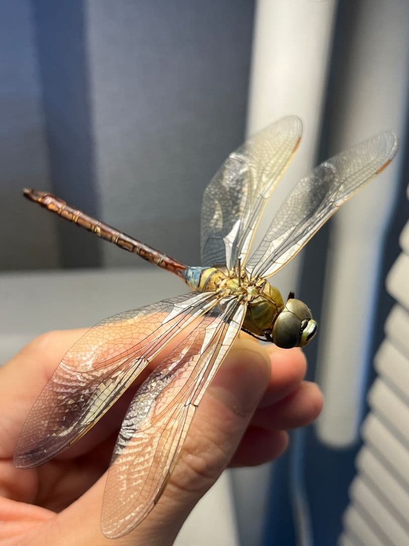 ギンヤンマ 昆虫標本ヘビトンボカマキリマンティス トンボ オニヤンマ 蜻蛉