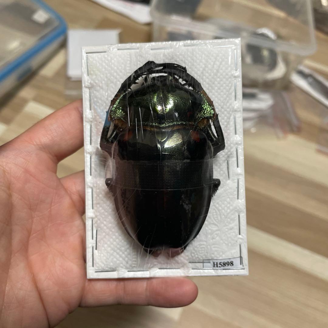 特大　76mm ヤンソニーテナガコガネ　標本　未展足未使用